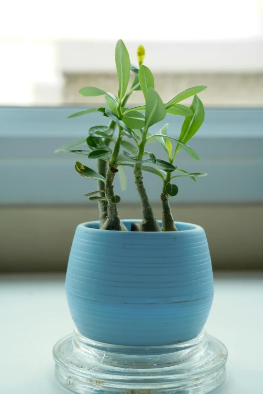 a small plant in a blue vase on a window sill, inspired by Exekias, mingei, silky smooth, matte finish, micro - hurricane, lemon