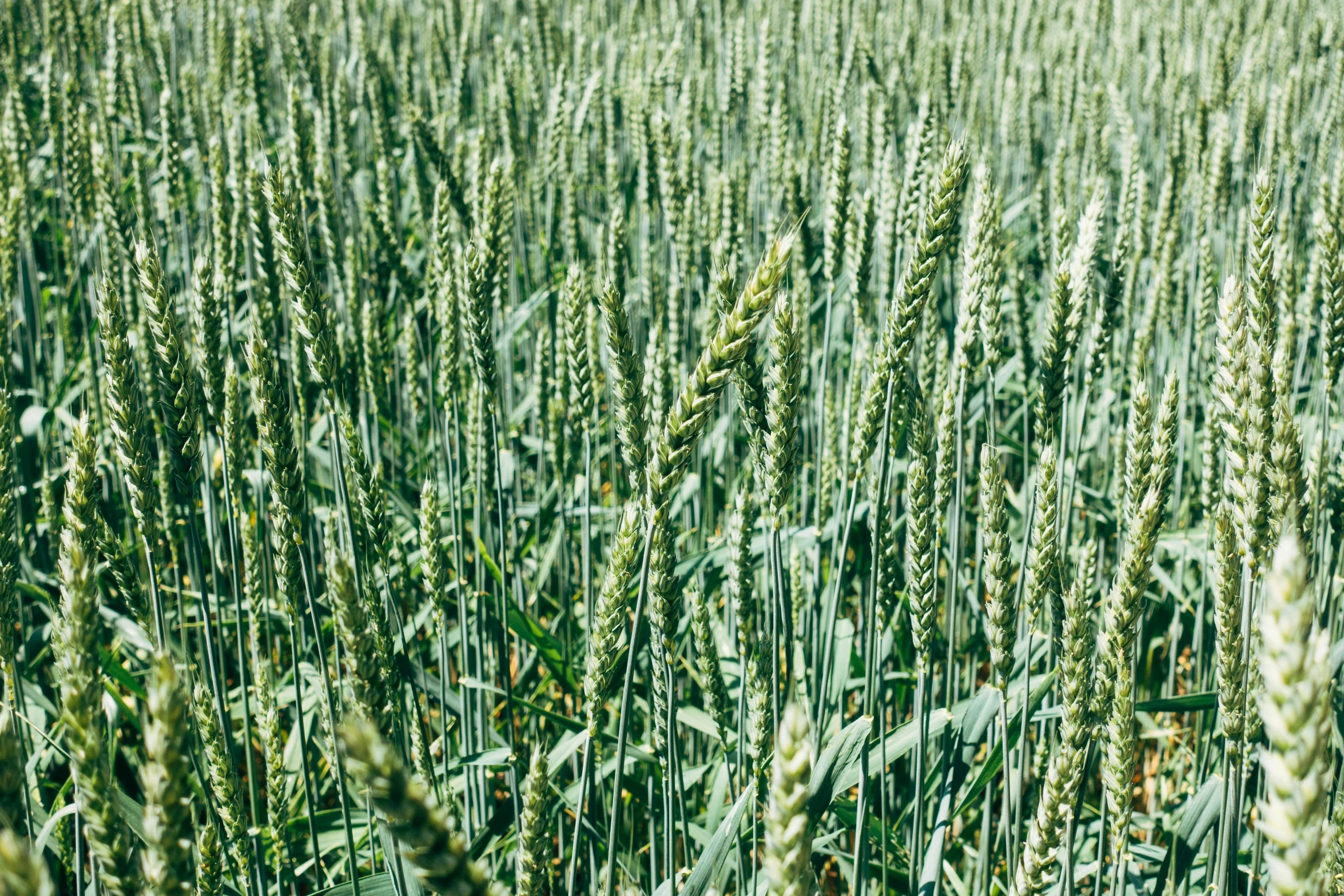 a field of green wheat on a sunny day, a portrait, unsplash, precisionism, 1024x1024, portrait image, farming, grain”