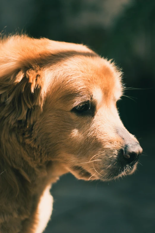 a close up of a dog with a blurry background, unsplash, caramel. rugged, digitally remastered, smooth golden skin, thoughtful )