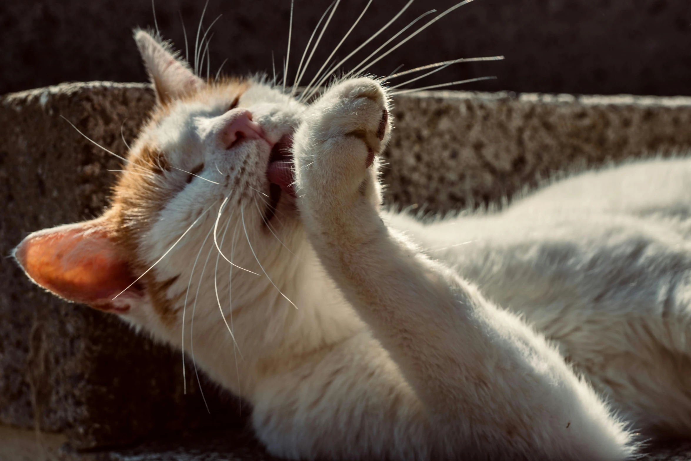 a close up of a cat laying on its back, pexels contest winner, having fun in the sun, soft lulling tongue, greeting hand on head, paul barson