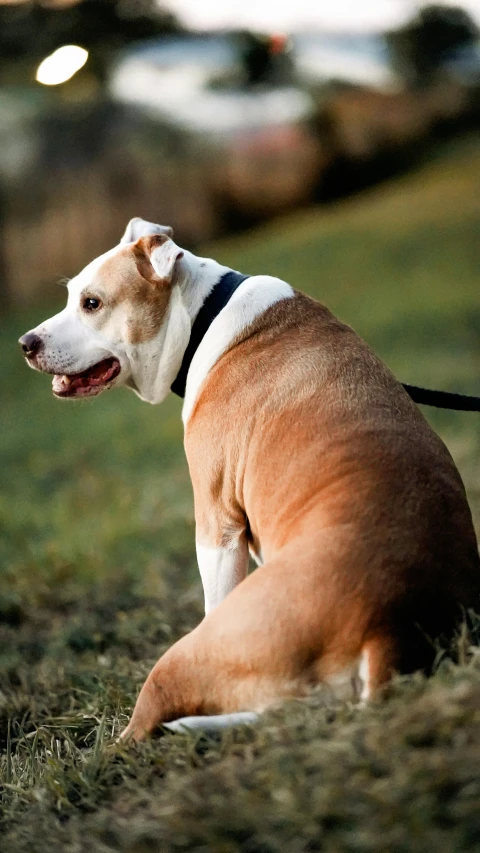a brown and white dog sitting on top of a grass covered field, profile image, cyborg - pitbull, instagram photo, large)}]