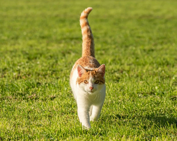 a cat walking across a lush green field, walking towards the camera, tail, local conspirologist, in the sun