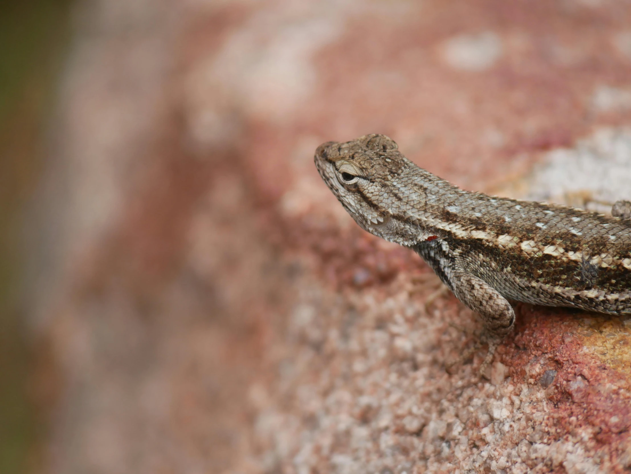 a lizard sitting on top of a rock, a macro photograph, inspired by Gustav Doré, unsplash, renaissance, on a wall, tiny firespitter, brown, grey