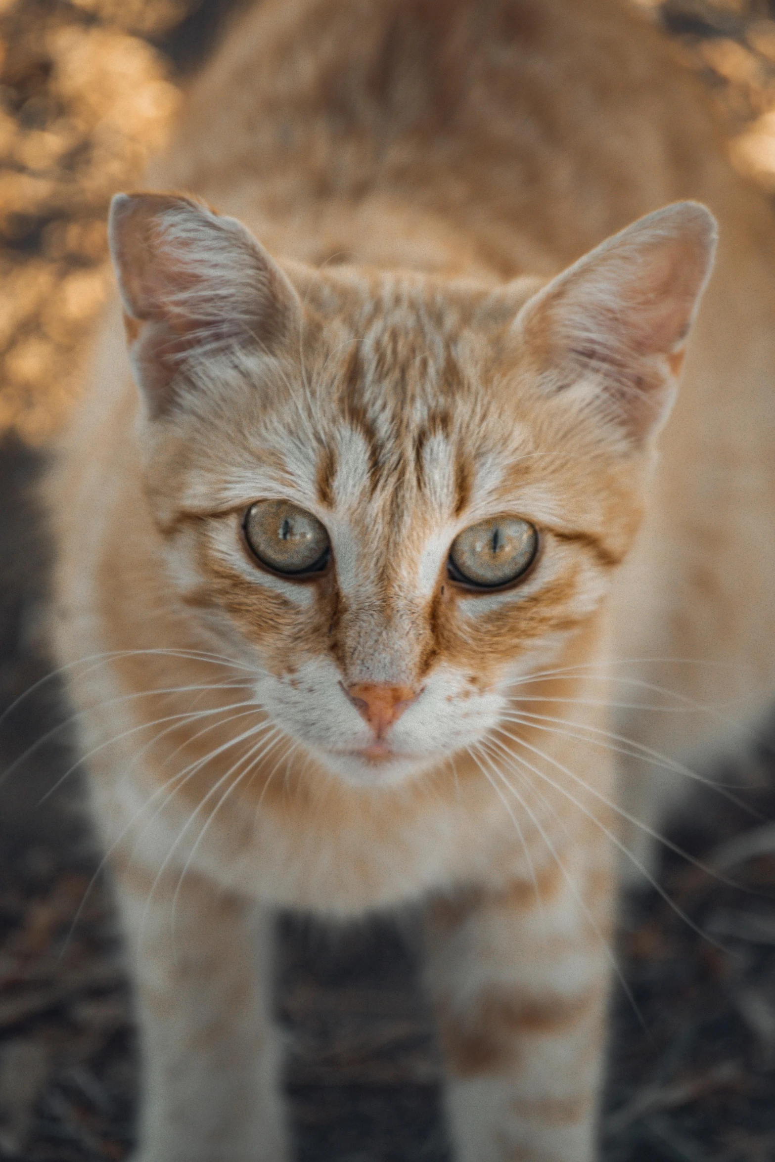 a close up of a cat looking at the camera, taken at golden hour, avatar image