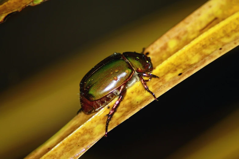 a close up of a beetle on a leaf, unsplash, hurufiyya, digital image, brown, glossy flecks of iridescence, australian
