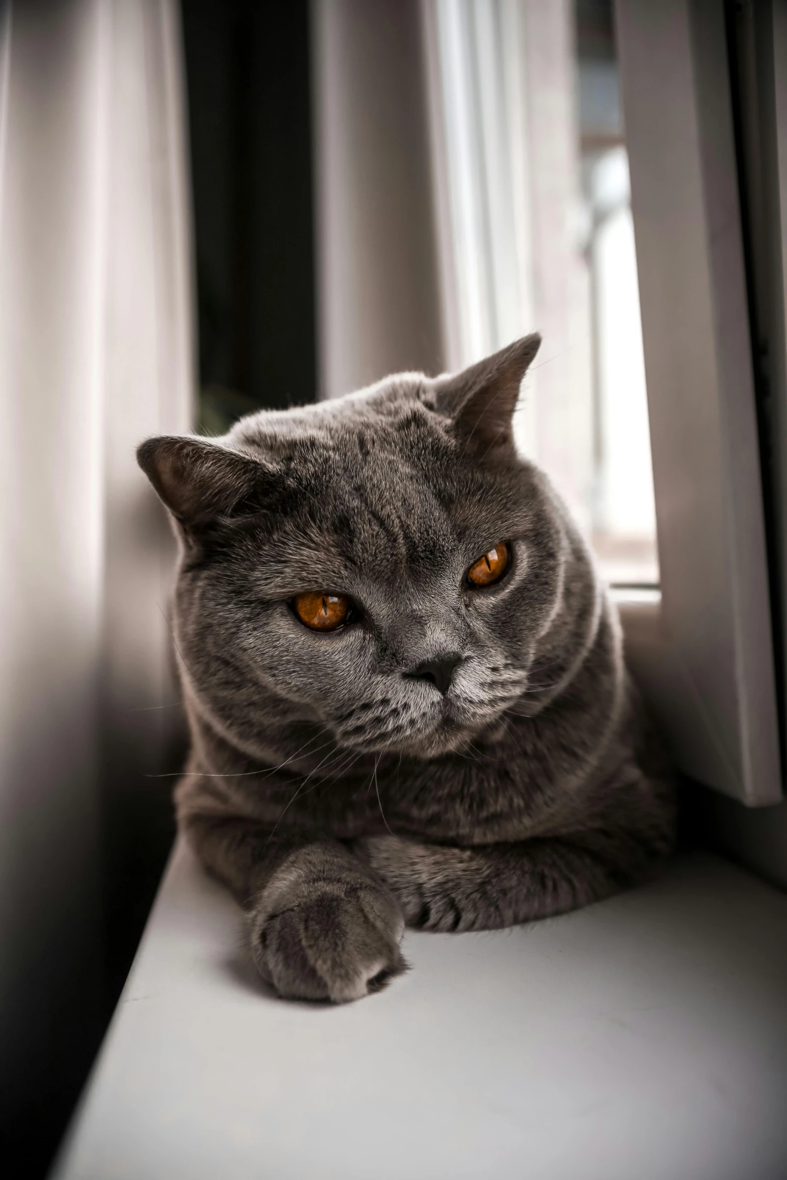 a close up of a cat laying on a window sill, by Adam Marczyński, pexels contest winner, angry looking at camera, fat chibi grey cat, with gold eyes, intimidating stance