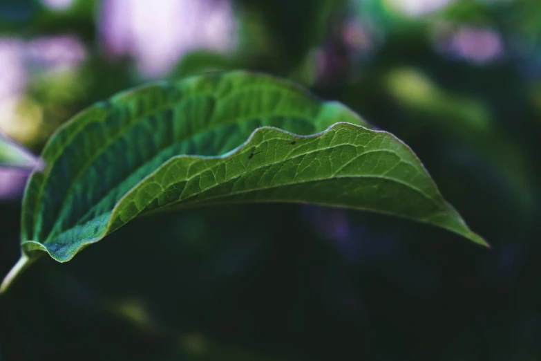 a close up of a leaf on a plant, unsplash, salvia, low detailed, cinematic still, trending photo