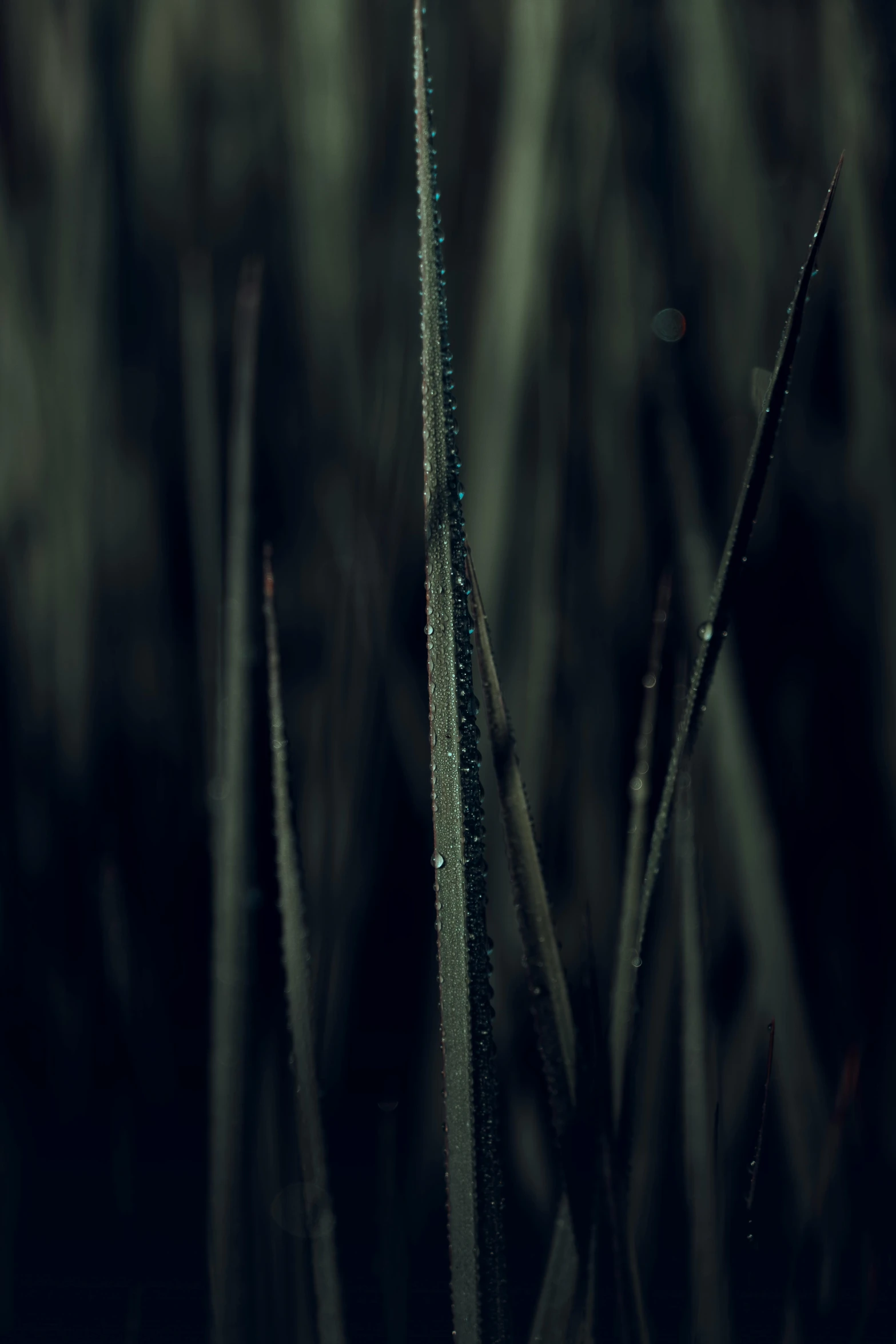 a single flower sitting on top of a lush green field, a macro photograph, inspired by Elsa Bleda, unsplash, conceptual art, dark glowing rain, reeds, midnight, metal scapes