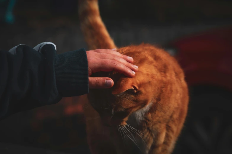 a close up of a person petting a cat, by Emma Andijewska, pexels contest winner, orange cat, evening time, greeting hand on head, sleek hands