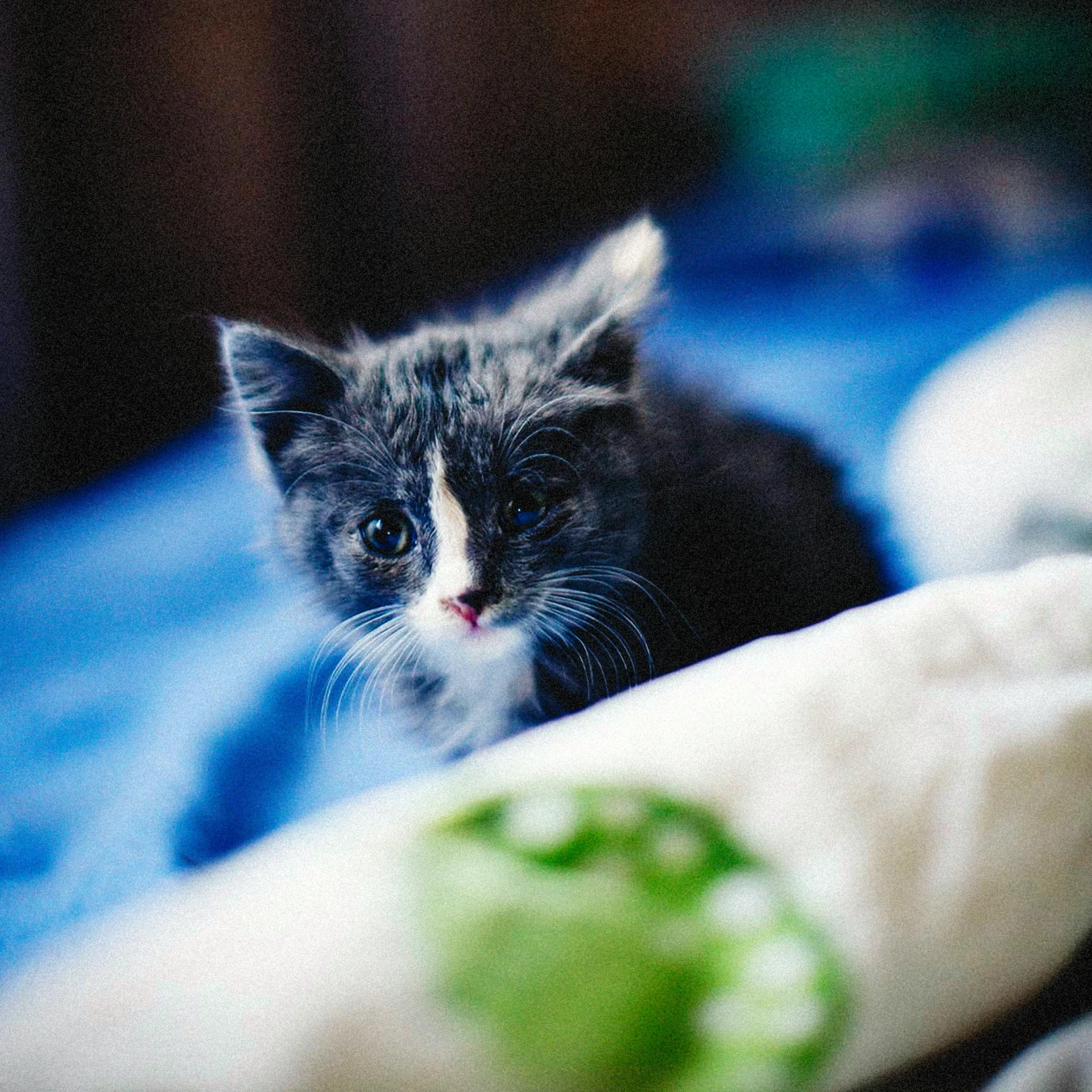 a black and white kitten sitting on top of a bed, by Julia Pishtar, unsplash, blue fur with white spots, with small eyes, instagram post, very sharp focus