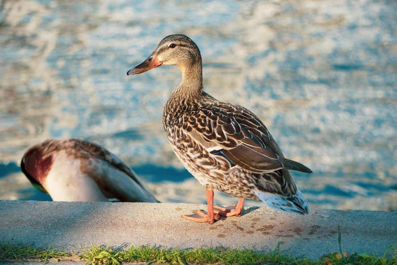 a duck standing on a rock next to a body of water, pexels contest winner, hurufiyya, young female, teals, old male, australian