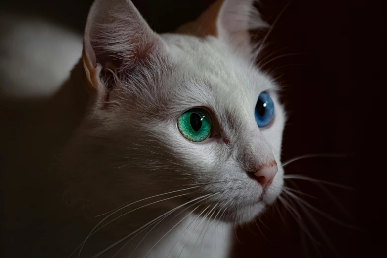 a close up of a white cat with blue eyes, by Adam Marczyński, pexels contest winner, paul barson, high-quality render, at night time, white cyan