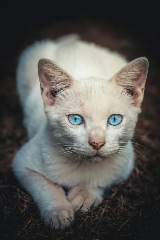 a white cat with blue eyes laying on the ground, an album cover, by Adam Marczyński, pexels contest winner, renaissance, pale bluish skin, wide eyed, vivid and detailed, young male