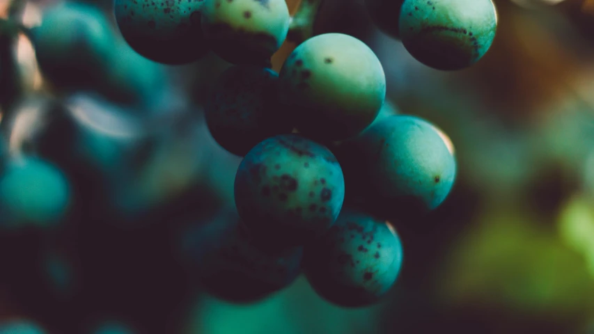 a close up of a bunch of blue grapes, unsplash, tonalism, #green, multiple stories, turquoise rust, rendered art