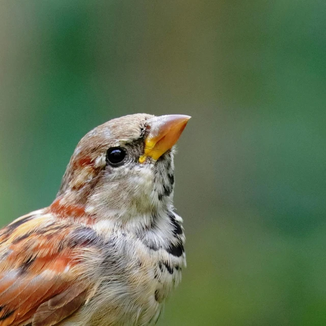 a small bird sitting on top of a tree branch, pixabay contest winner, closeup on face, sparrows, lipstick, professional closeup photo