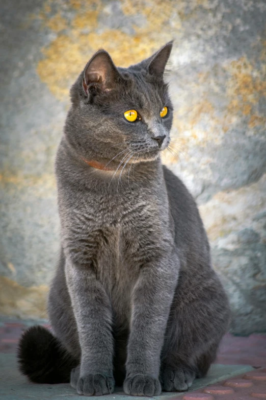 a gray cat with yellow eyes sitting down, pexels contest winner, arabesque, sitting on a rock, ridiculously handsome, striking colour, taken in the late 2000s