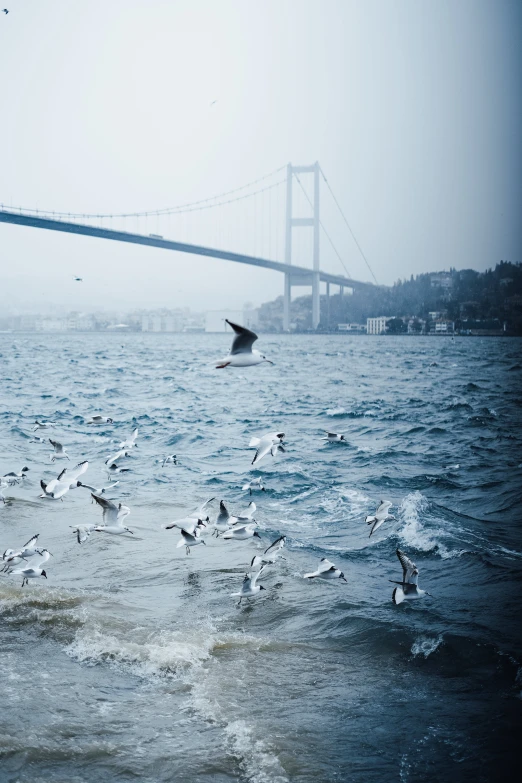 a flock of seagulls flying over a body of water, istanbul, bridge over the water, a photo of the ocean, hazy and dreary