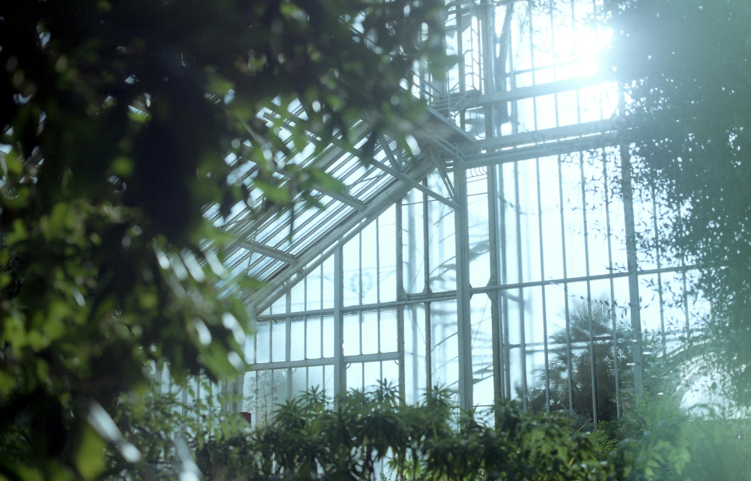 a greenhouse filled with lots of plants and trees, a picture, inspired by Elsa Bleda, pexels, bauhaus, soft light.4k, inside a grand, in 2 0 1 2, botanic garden