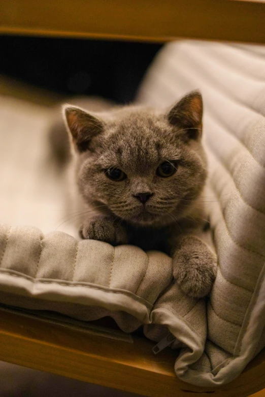 a close up of a cat laying on a bed, sitting on an armchair, soft top, grey, looking confident