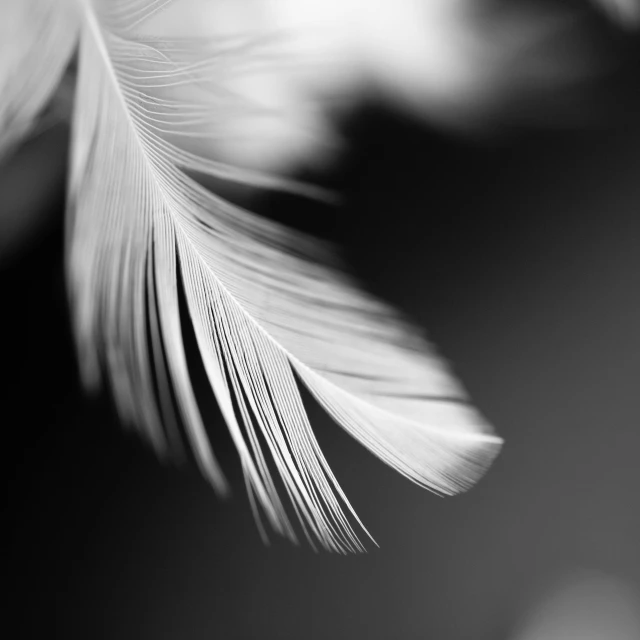 a black and white photo of a feather, a macro photograph, by Matthias Weischer, trending on pexels, birds f cgsociety, angelic purity, by greg rutkowski, a delicate