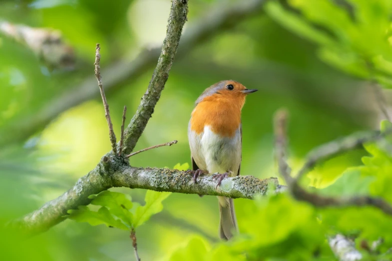 a small bird sitting on top of a tree branch, by John Gibson, pexels contest winner, renaissance, in a woodland glade, robin hood, portrait of a small, of a lovely