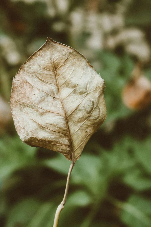 a close up of a leaf on a plant, muted brown, withered, lpoty, white petal