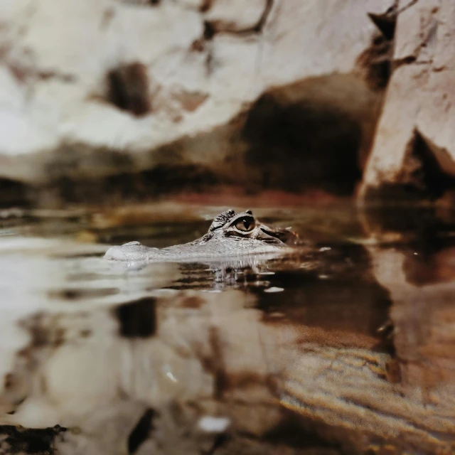 a close up of a body of water with rocks in the background, by Matija Jama, pexels contest winner, photorealism, reptile face, brown, closeup of an adorable, analog photo