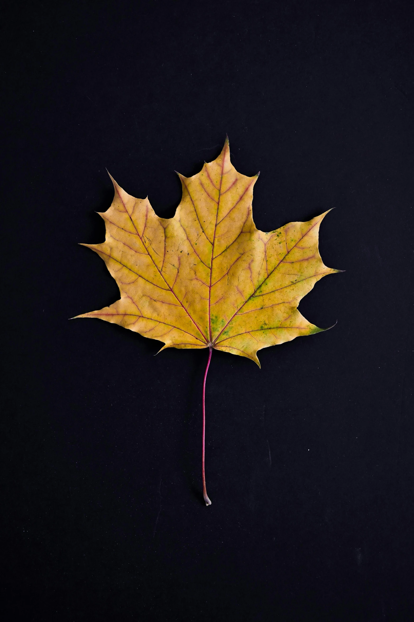 a close up of a leaf on a black surface, pexels, yellows and reddish black, various posed, october, tall