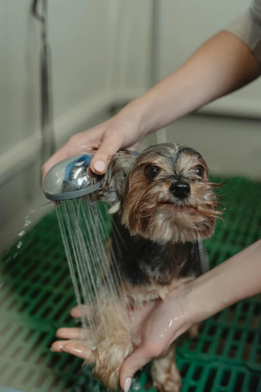 a person washing a small dog in a sink, paws on head, under a shower, thumbnail, local conspirologist