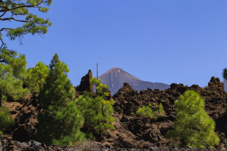 trees with mountains in the background