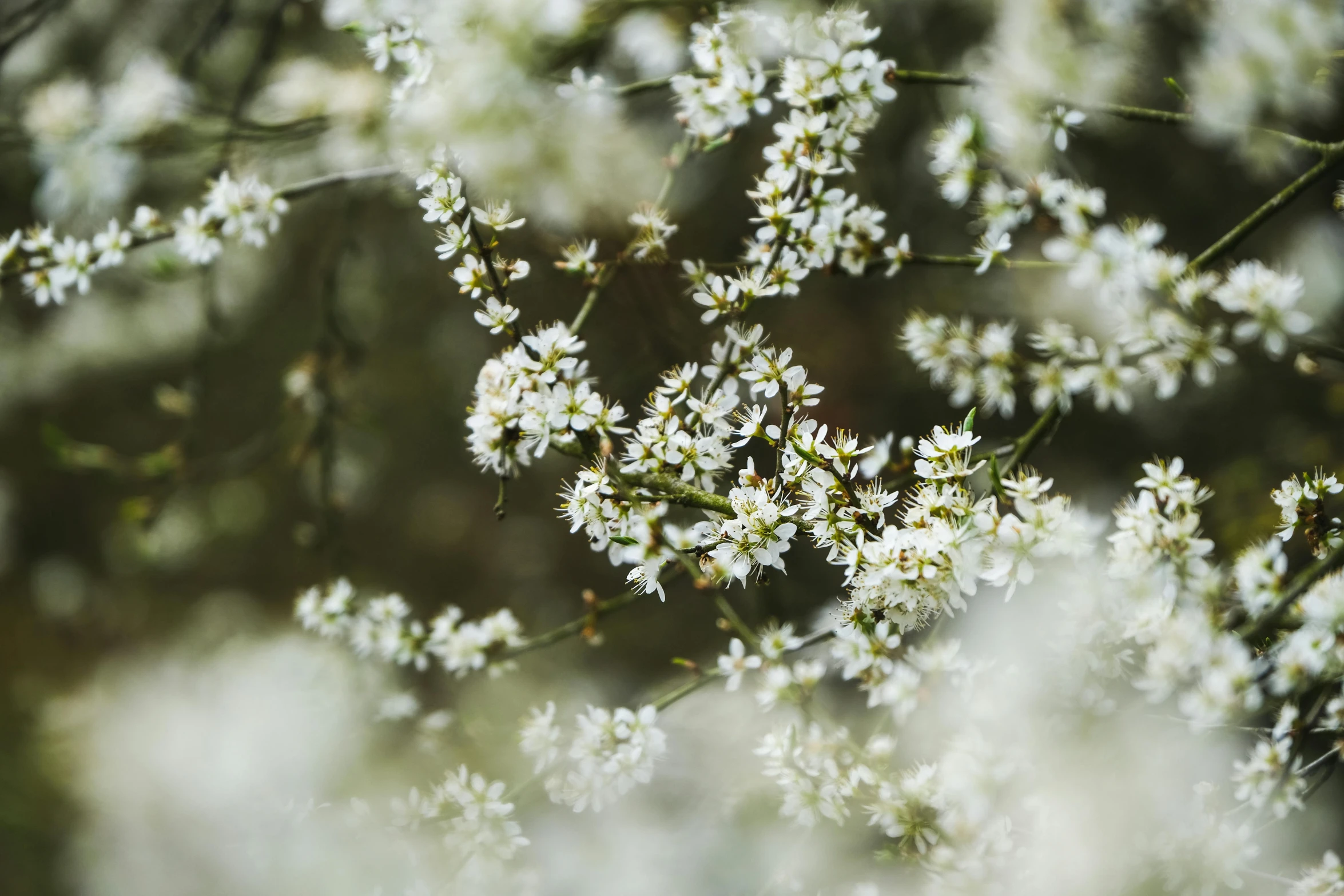 a close up of a bunch of white flowers, inspired by Elsa Bleda, trending on unsplash, arabesque, sweet acacia trees, overcast bokeh, gypsophila, swarming with insects