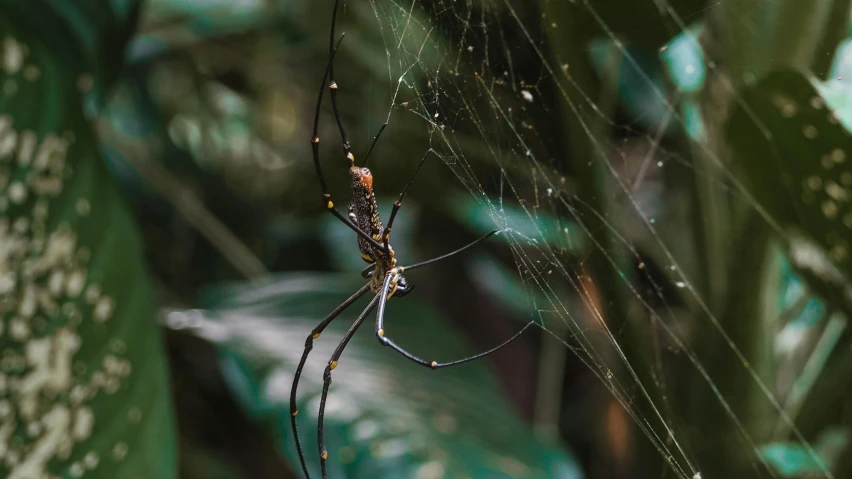 a close up of a spider on a web, pexels contest winner, hurufiyya, in a jungle environment, tall and slender, black and gold wires, illustration »