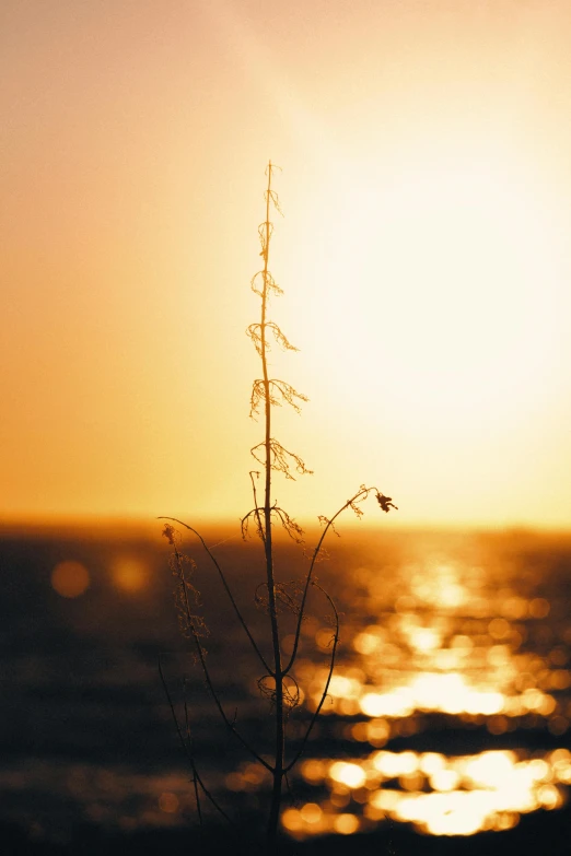 the sun is setting over a body of water, a picture, unsplash, romanticism, sea plants, soft light - n 9, portrait of tall, backlighted