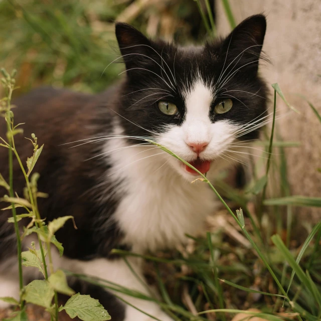 a black and white cat sitting in the grass, jaw and tongue, 15081959 21121991 01012000 4k, closeup at the food, high-resolution photo