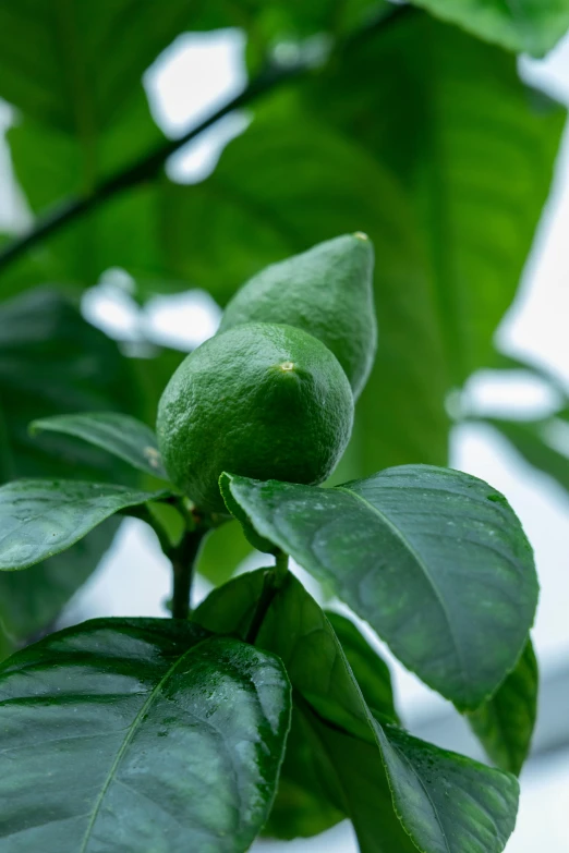 a close up of a lemon tree with green leaves, by Robert Thomas, indoor picture, shot with sony alpha, lime, low detailed