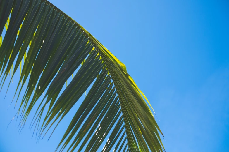 a palm tree is on a clear day