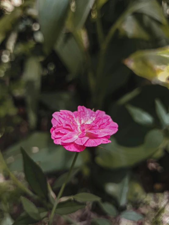 a pink flower sitting on top of a lush green field, in bloom greenhouse, taken with sony alpha 9, dappled