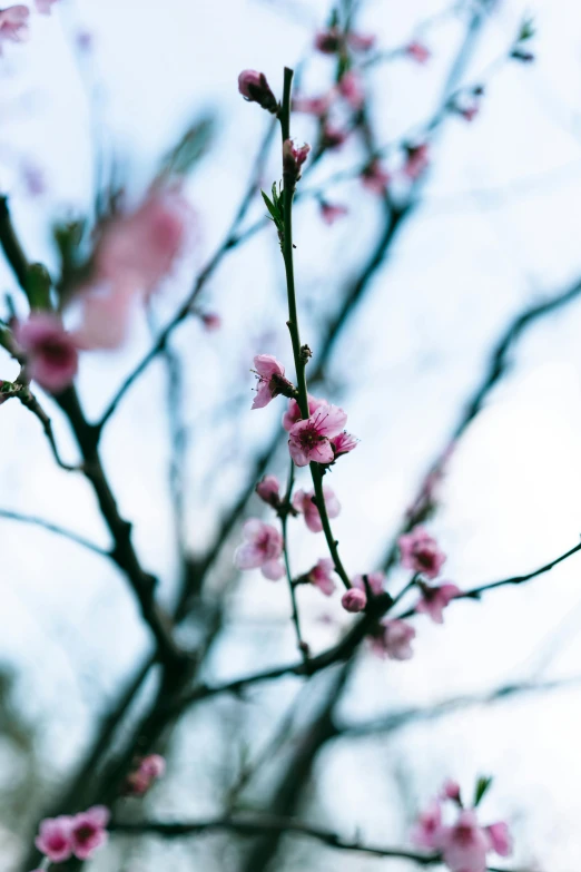 a close up of a tree with pink flowers, inspired by Elsa Bleda, unsplash, medium format. soft light, 中 元 节, winter season, 2000s photo