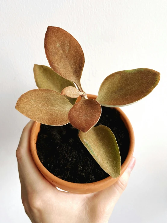 a close up of a person holding a potted plant, cinnamon skin color, large ears, gradient brown to silver, kenopsia