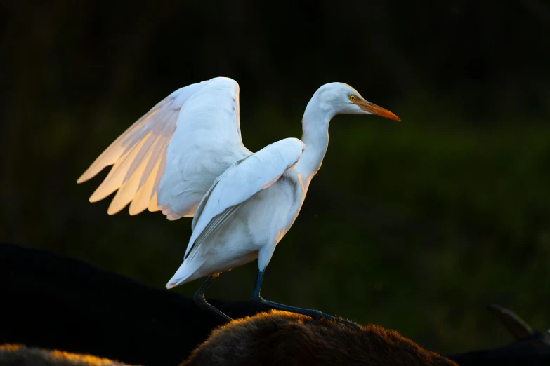 a white bird standing on top of a cow, by Carey Morris, pexels contest winner, hurufiyya, glowing feathers, heron, pointè pose, first light