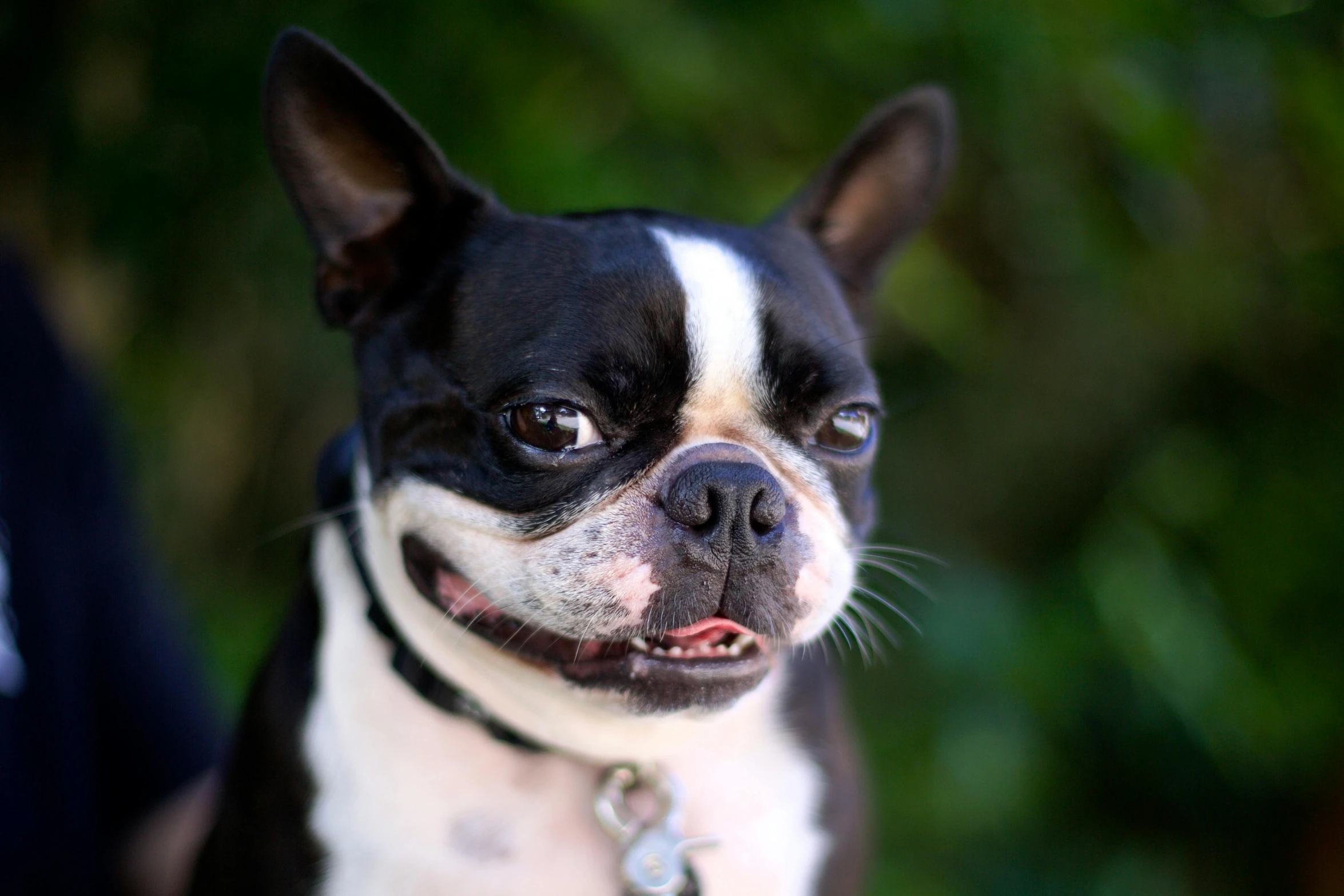 a small black and white dog standing next to a person, a portrait, pexels, biting lip, smug facial expression, front closeup, grumpy