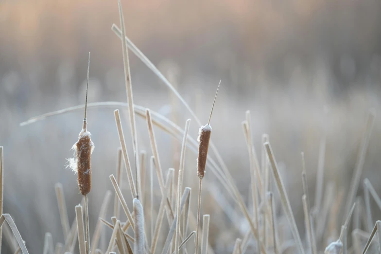 a couple of cattails sitting on top of a grass covered field, by Attila Meszlenyi, unsplash, tonalism, ice crystals, thumbnail, soft light - n 9, small depth of field