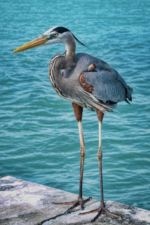 a large bird standing next to a body of water, a portrait, vacation photo, blue and gray colors, on the bow, 2 arms and 2 legs!