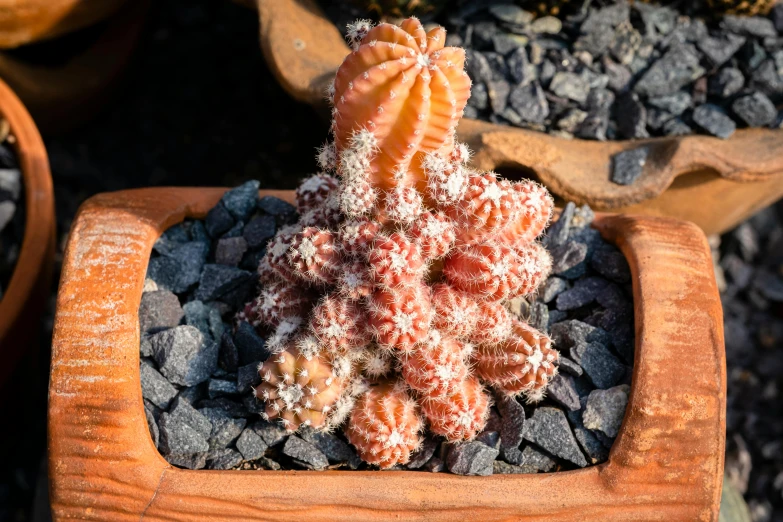 a small cactus sitting on top of a pile of rocks, a stipple, hurufiyya, white and orange, in a red dish, up-close, covered in coral