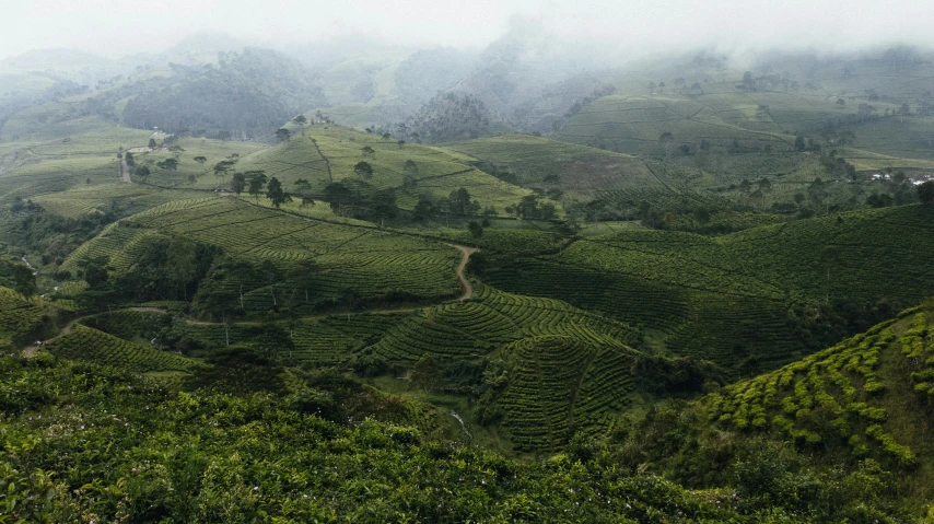 the landscape of the mountain is dotted with green tea bushes