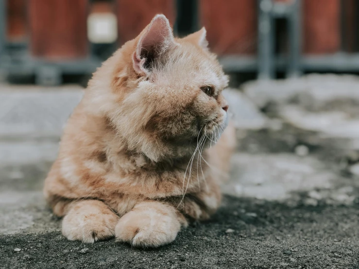 a cat that is laying down on the ground, pexels contest winner, fluffy orange skin, background image, old male, sitting down