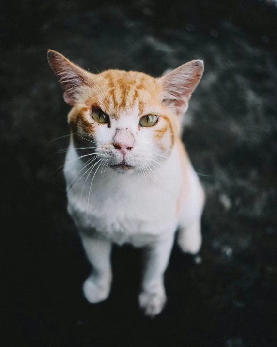 an orange and white cat looking up at the camera, an album cover, trending on pexels, male emaciated, non-binary, gif, cinematic photo