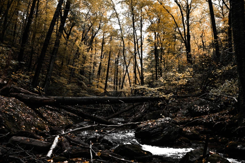 a stream running through a forest filled with lots of trees, by Matt Cavotta, unsplash, process art, muted brown yellow and blacks, 2 5 6 x 2 5 6 pixels, fallen trees, high - contrast