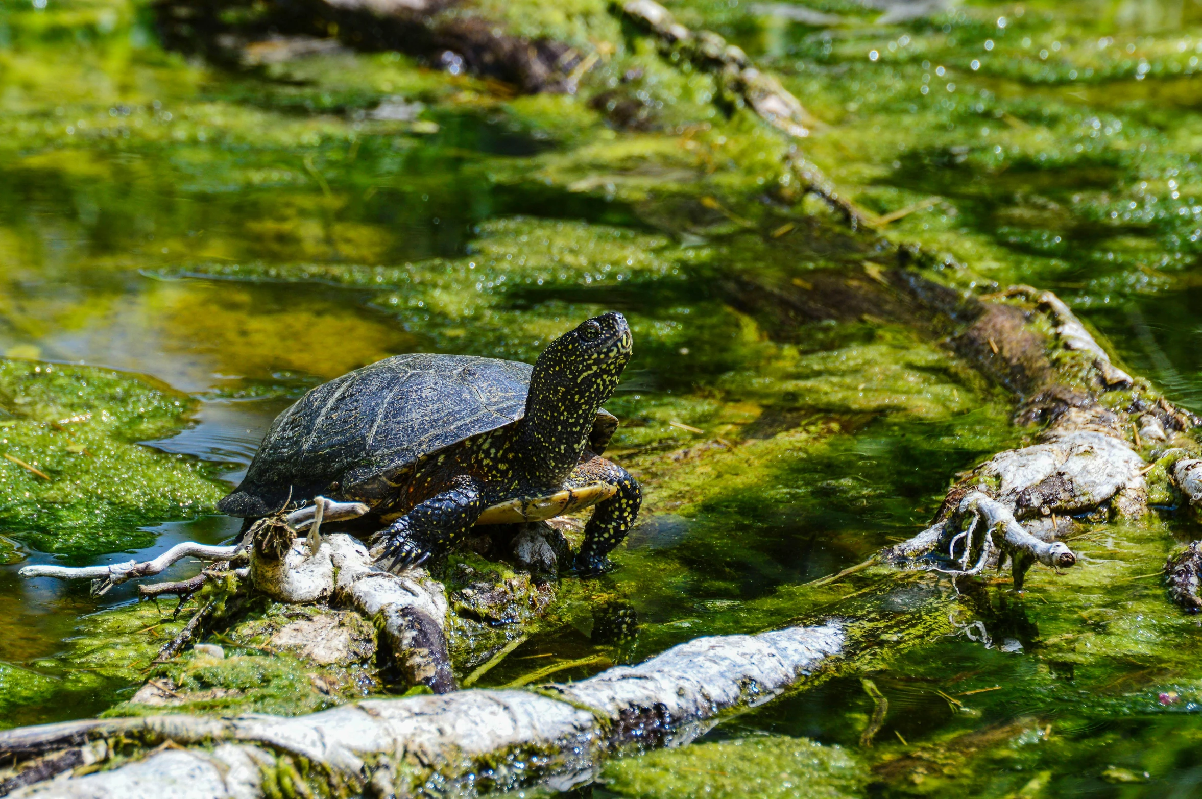 a turtle sitting on top of a log in the water, by Carey Morris, pexels contest winner, fan favorite, full of greenish liquid, on a sunny day, black