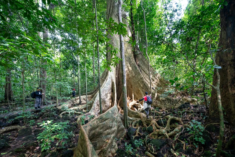 a large tree in the middle of a forest, sumatraism, humans exploring, buttress tree roots, jungle clearing, vivid vegetation